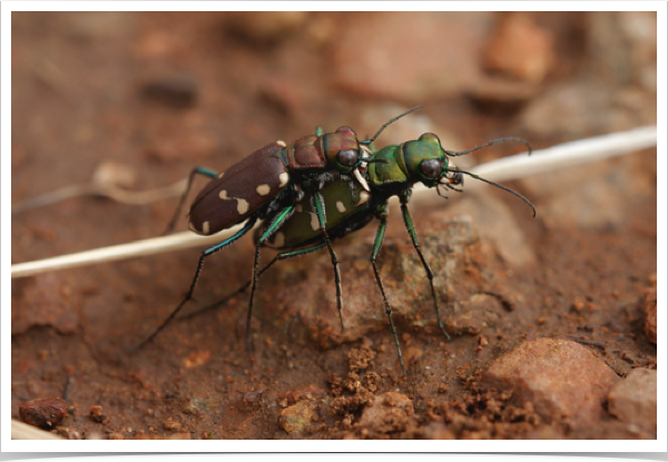 Cicindela obsoleta